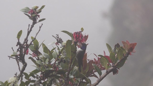 Blue-throated Hillstar - ML632285729
