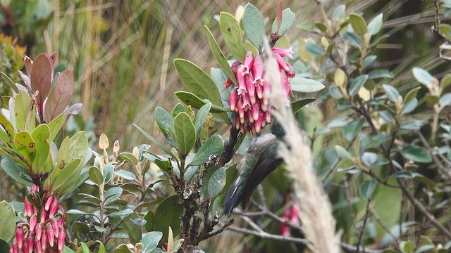 Blue-throated Hillstar - ML632285735