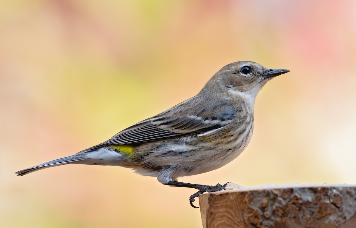Yellow-rumped Warbler (Myrtle) - ML632285958