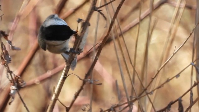 Carolina Chickadee - ML632285983