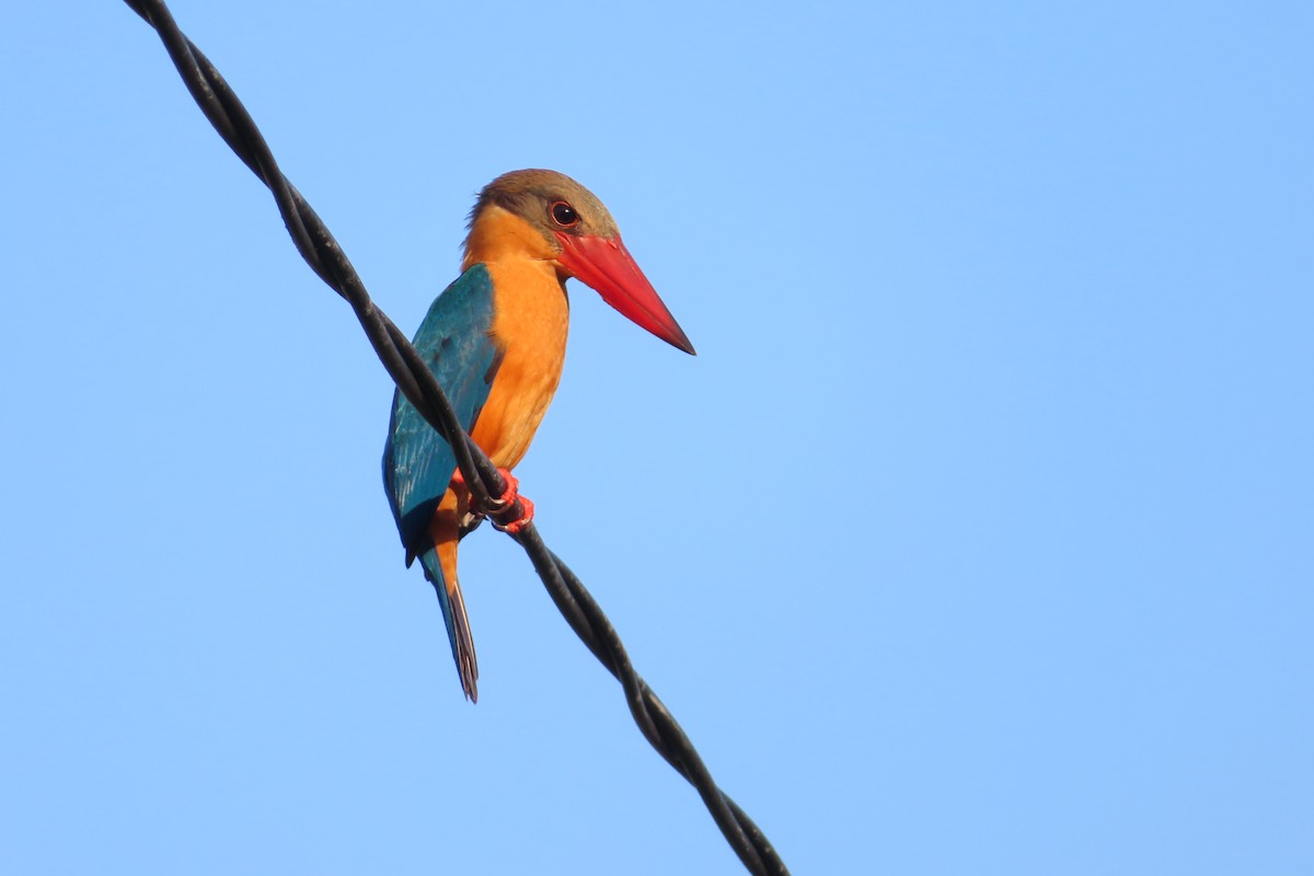 Stork-billed Kingfisher - ML632285994