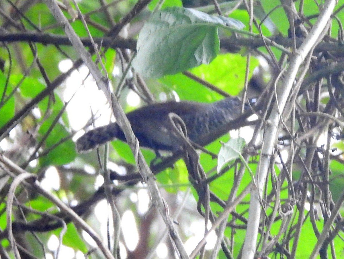 Speckle-breasted Wren (Colombian) - bob butler