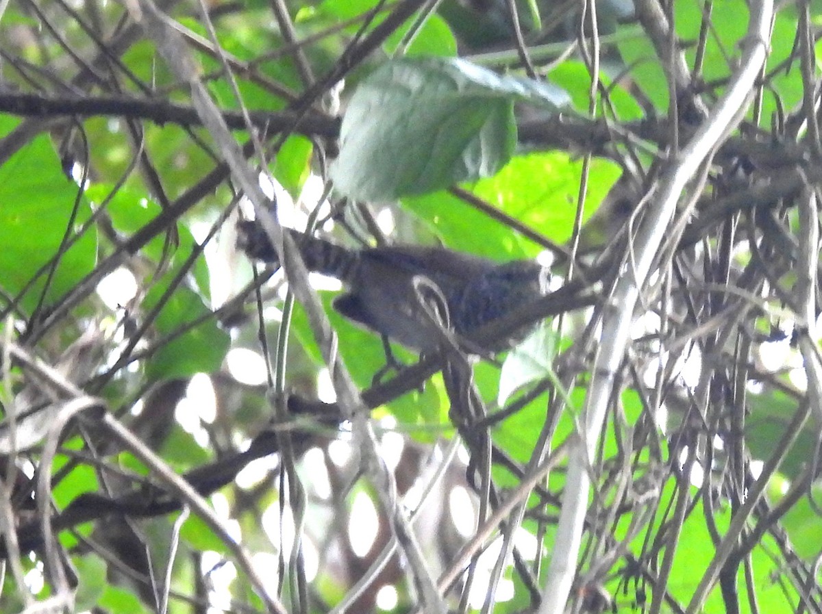 Speckle-breasted Wren (Colombian) - bob butler