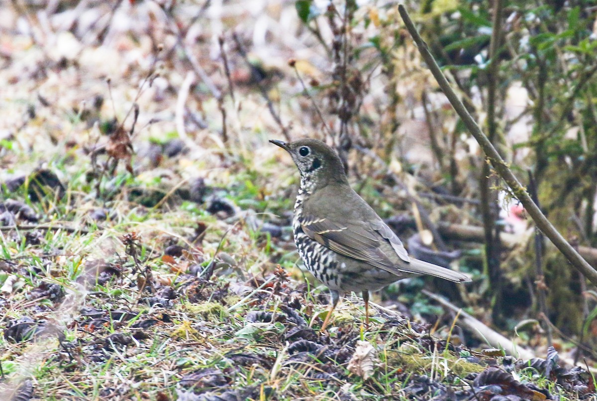 Long-tailed Thrush - ML632286137