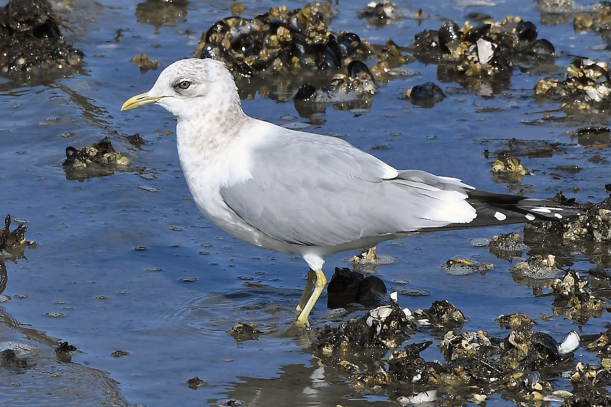 Short-billed Gull - ML632286203