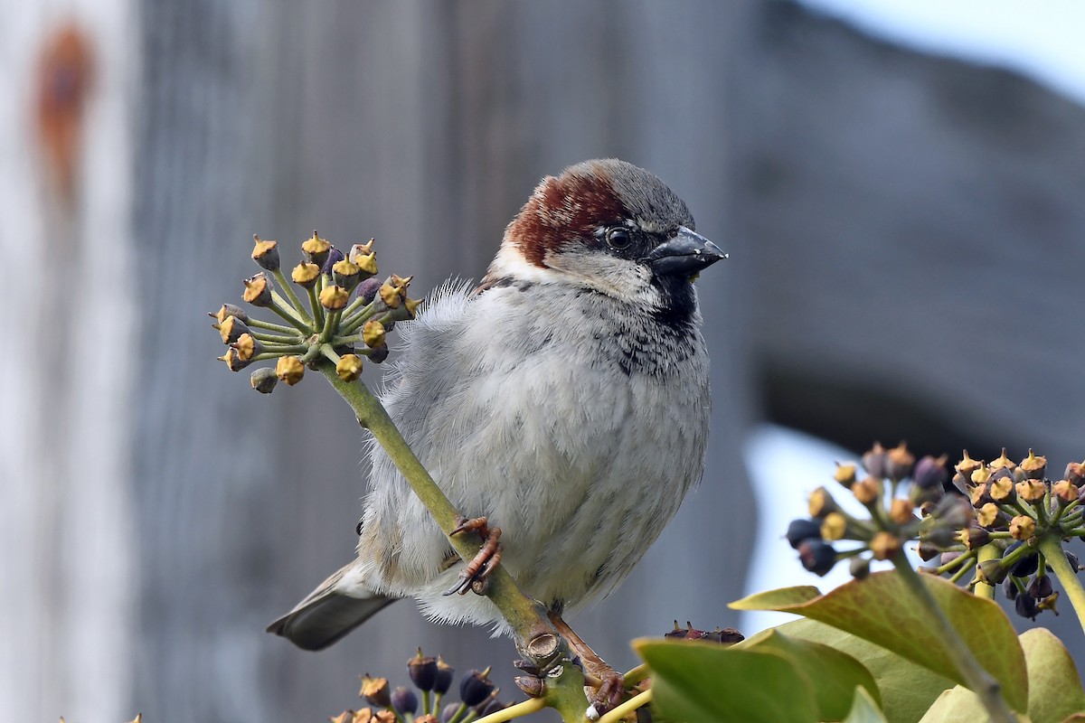 House Sparrow - ML632286212