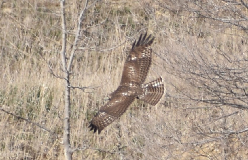 アカオノスリ（harlani） - ML632286304