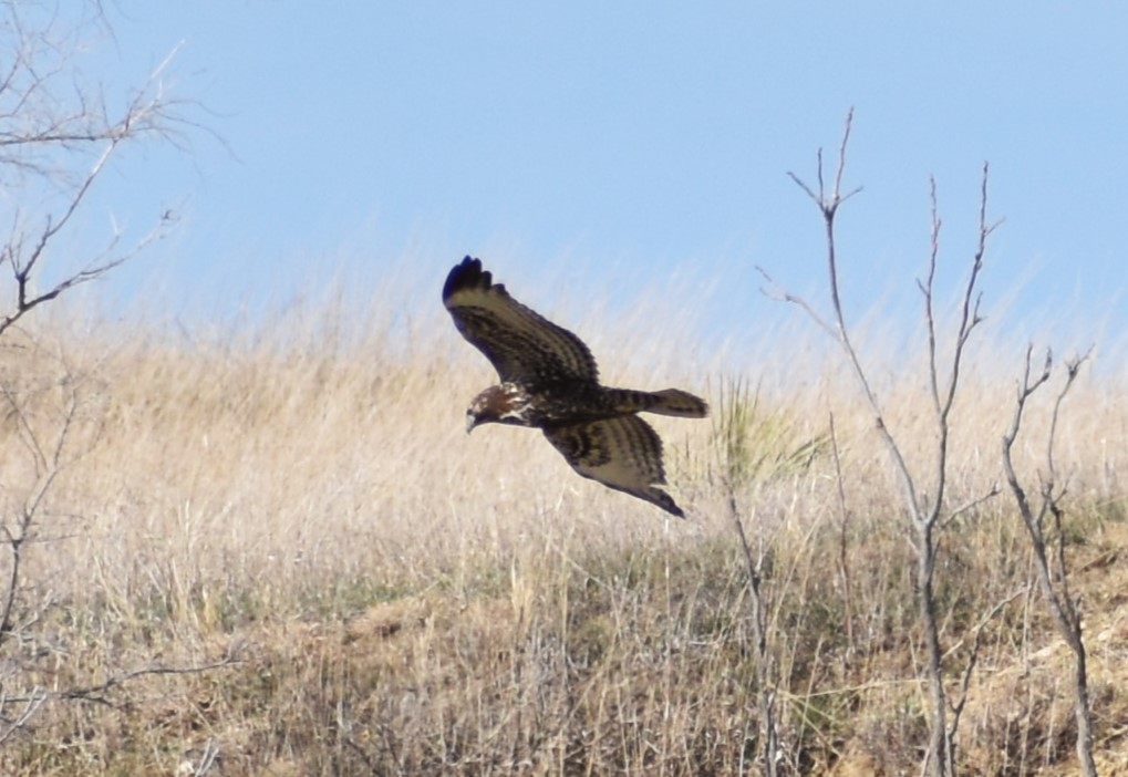 アカオノスリ（harlani） - ML632286305