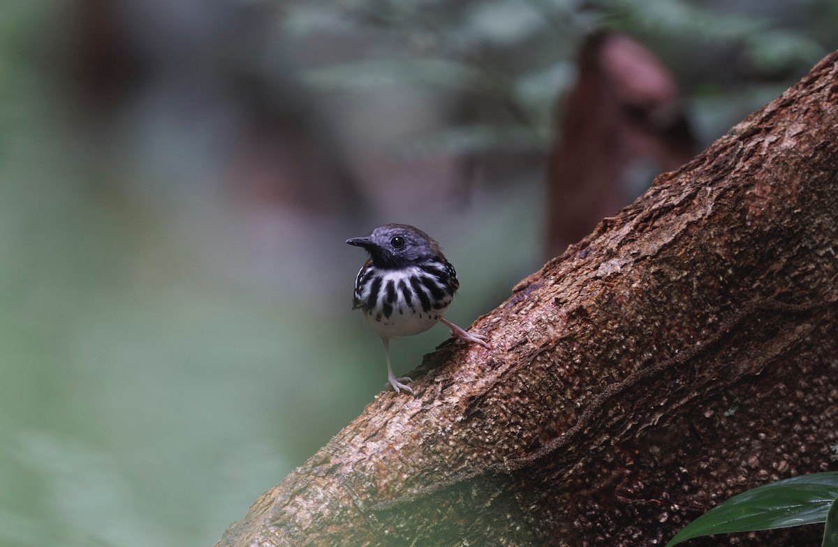Spot-backed Antbird - ML632286348
