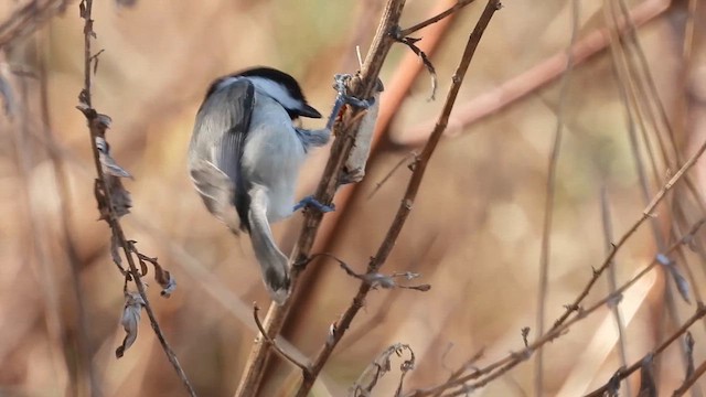 Carolina Chickadee - ML632286358