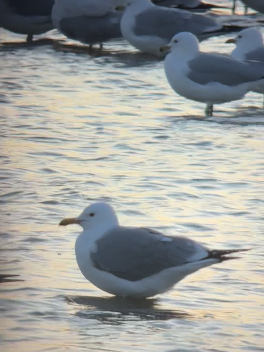California Gull - ML632286365