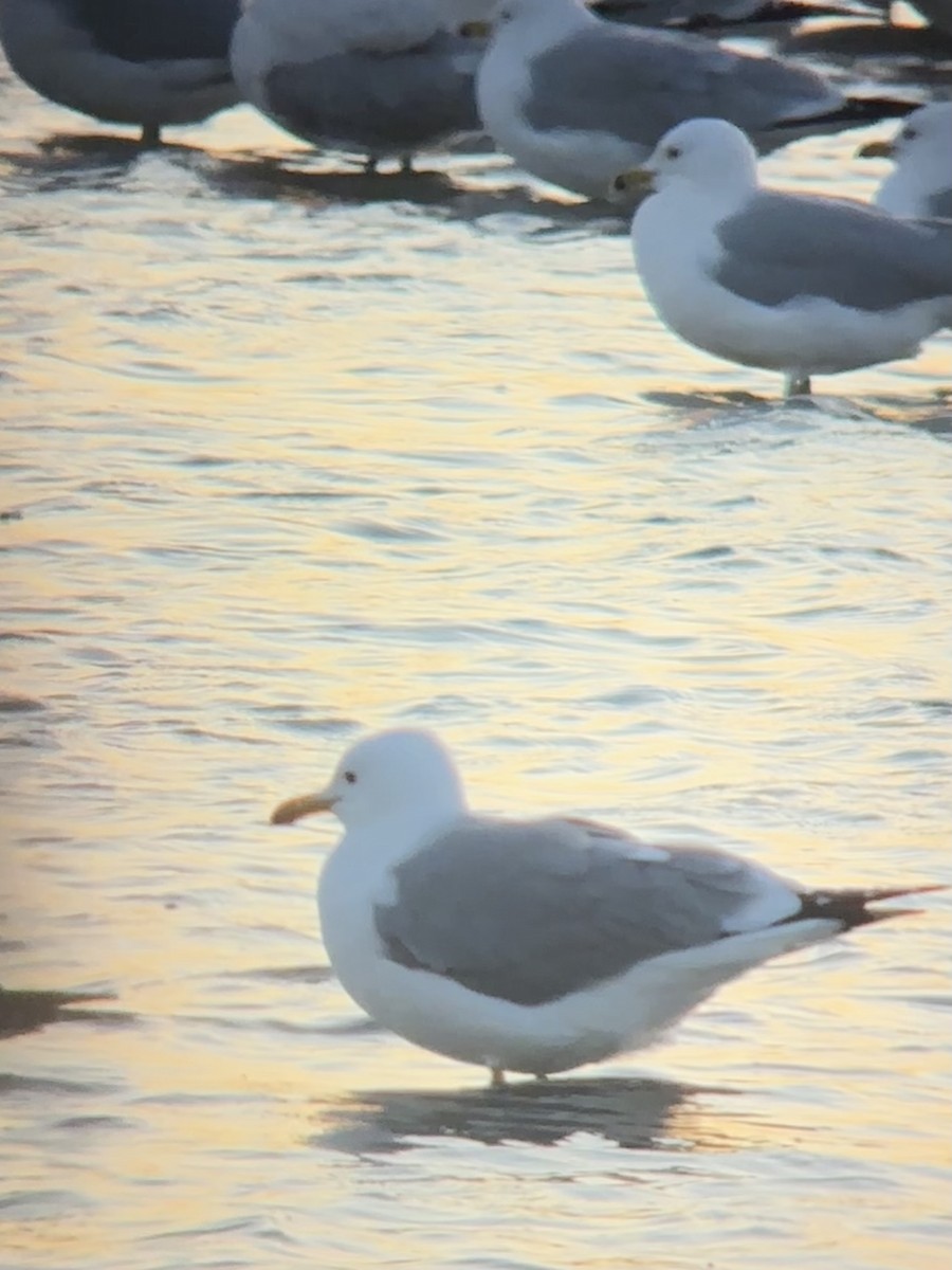 California Gull - ML632286366