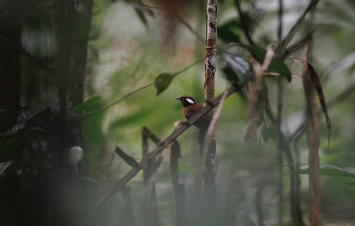 Chestnut-belted Gnateater - ML632286373