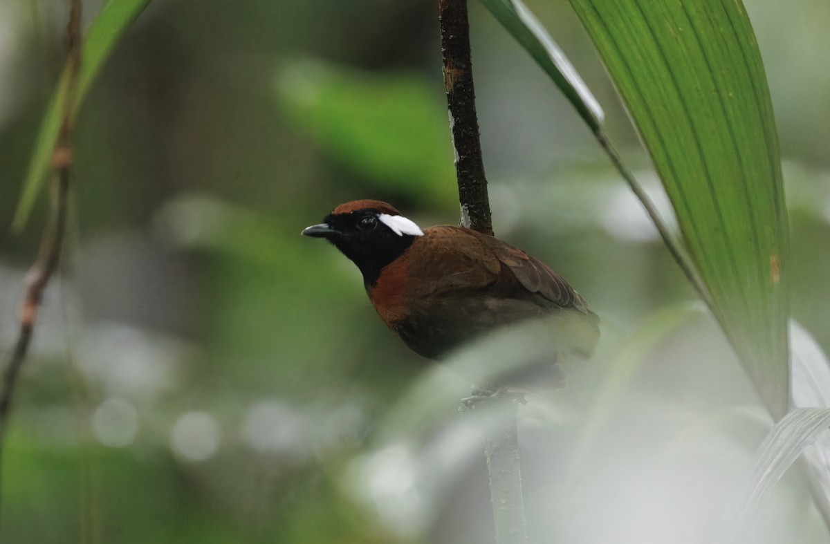 Chestnut-belted Gnateater - ML632286374
