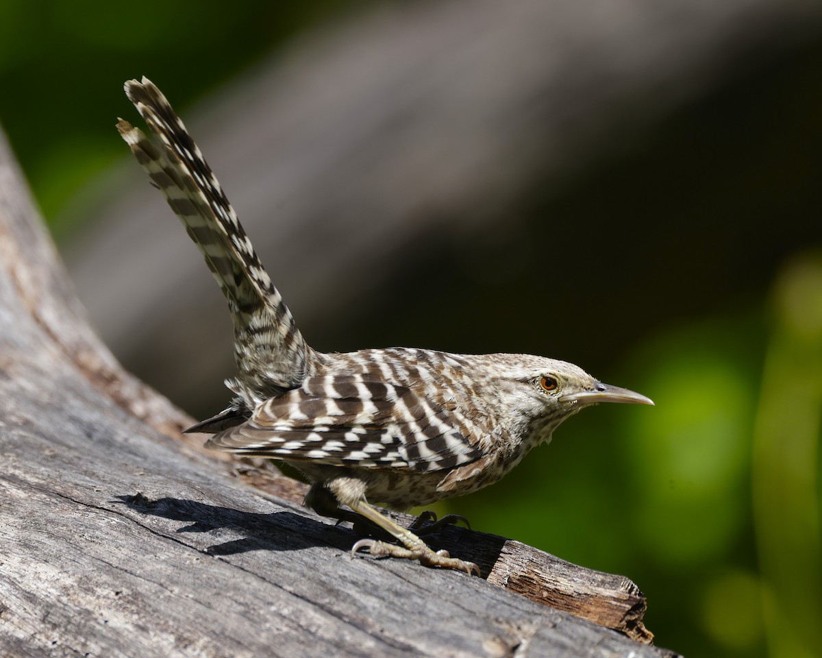 Fasciated Wren - ML632286521