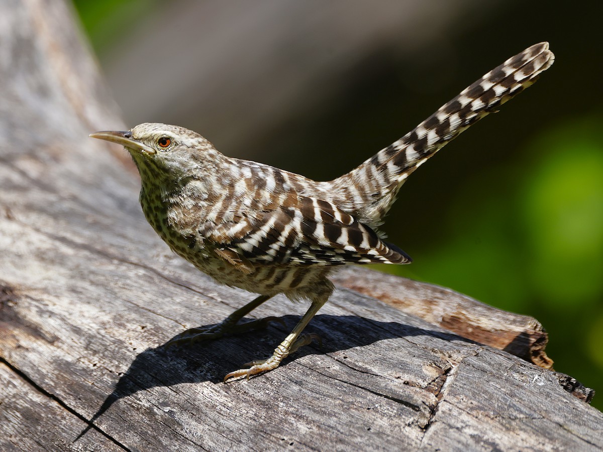 Fasciated Wren - ML632286522