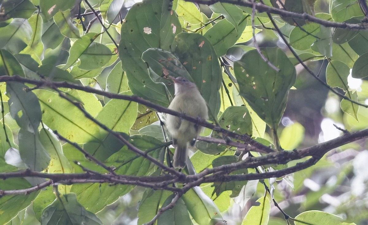 Dusky-capped Greenlet - ML632286551
