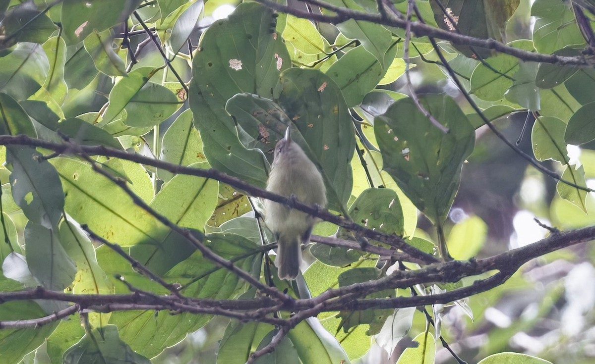 Dusky-capped Greenlet - ML632286552