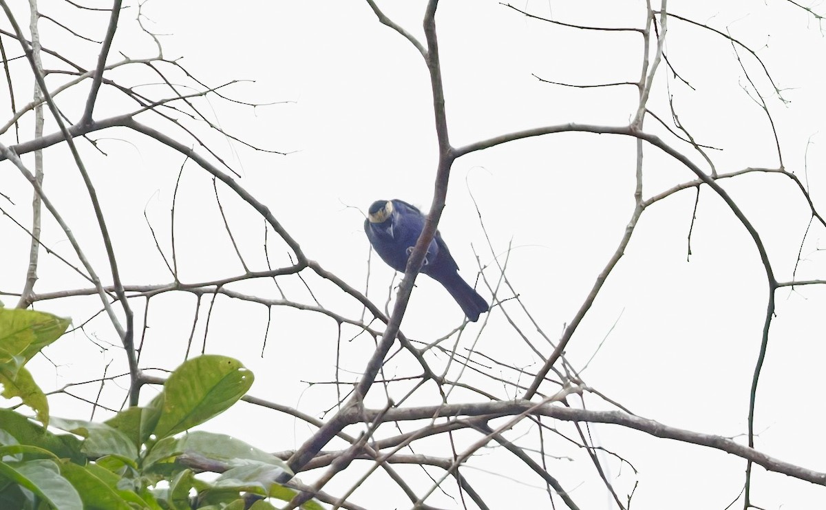 Opal-crowned Tanager - ML632286590