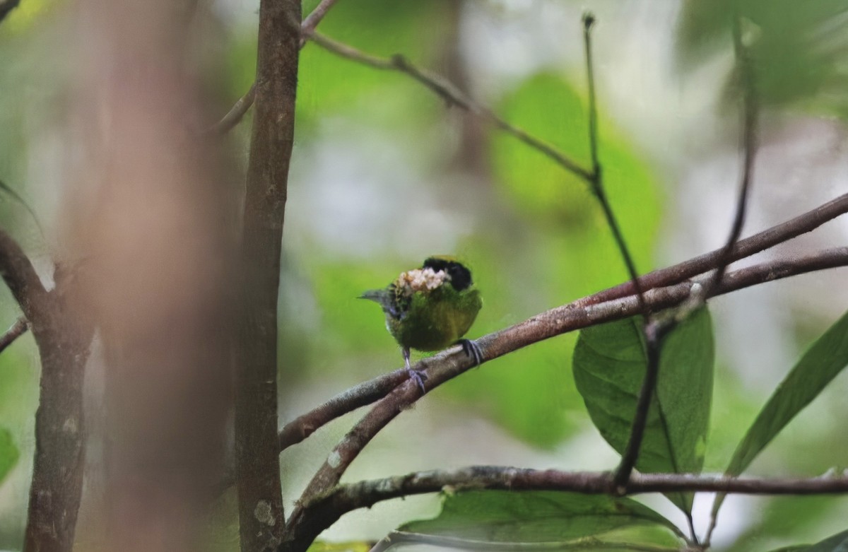 Green-and-gold Tanager - ML632286596
