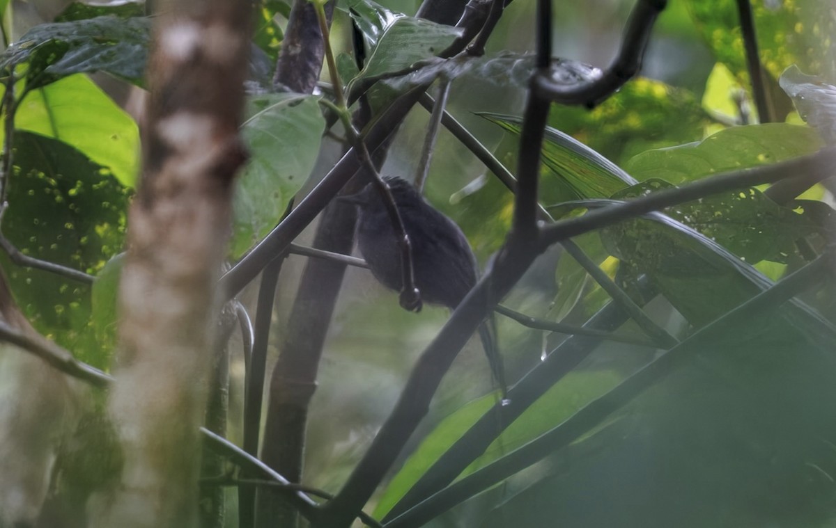 Cinereous Antshrike - ML632286662