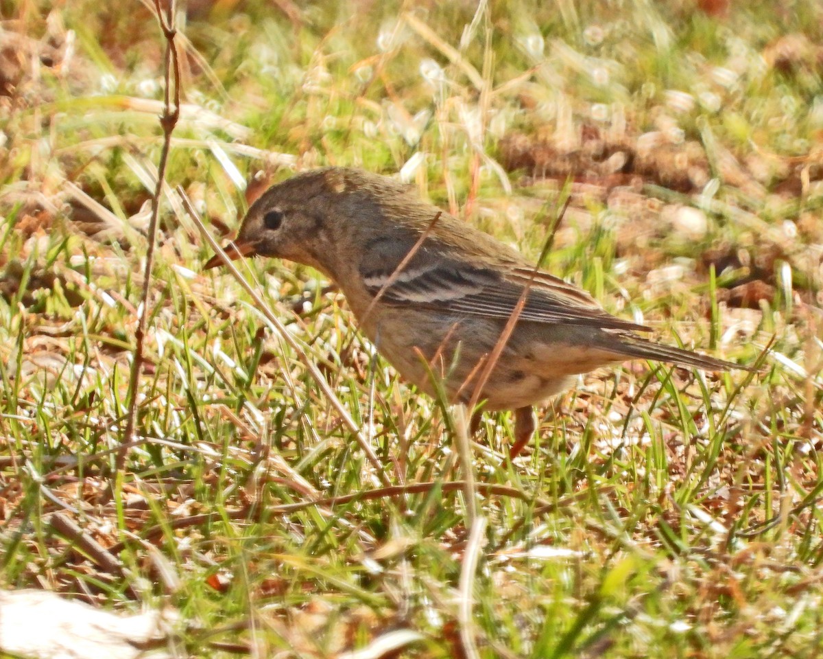 Pine Warbler - ML632286715