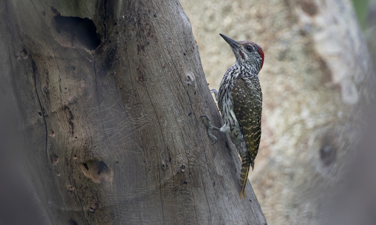 Golden-tailed Woodpecker - ML632286735