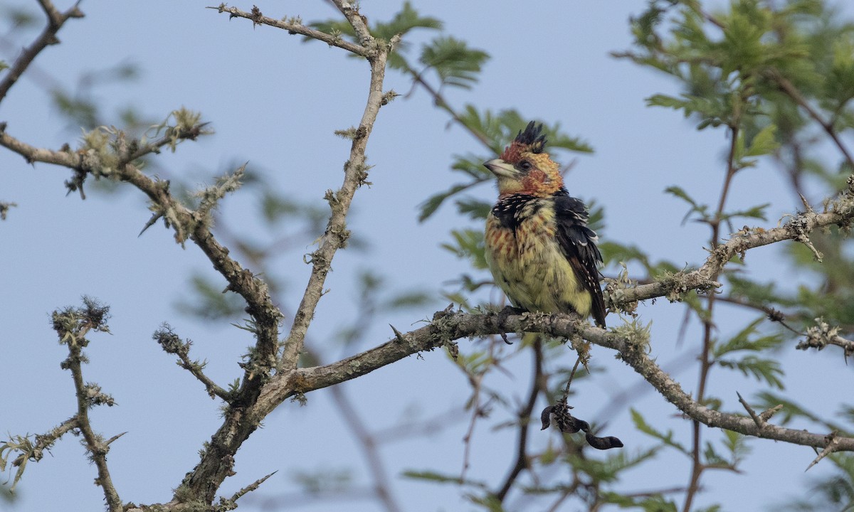 Crested Barbet - ML632286776