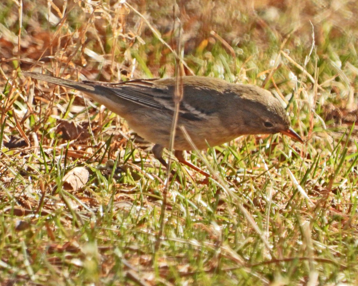 Pine Warbler - ML632286777