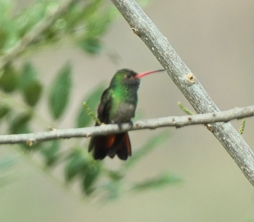 Rufous-tailed Hummingbird (Rufous-tailed) - ML632286805