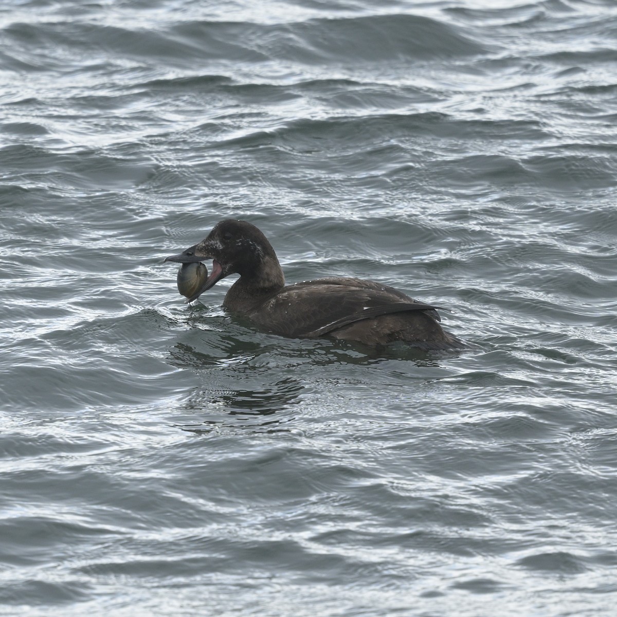 Surf Scoter - ML632286810