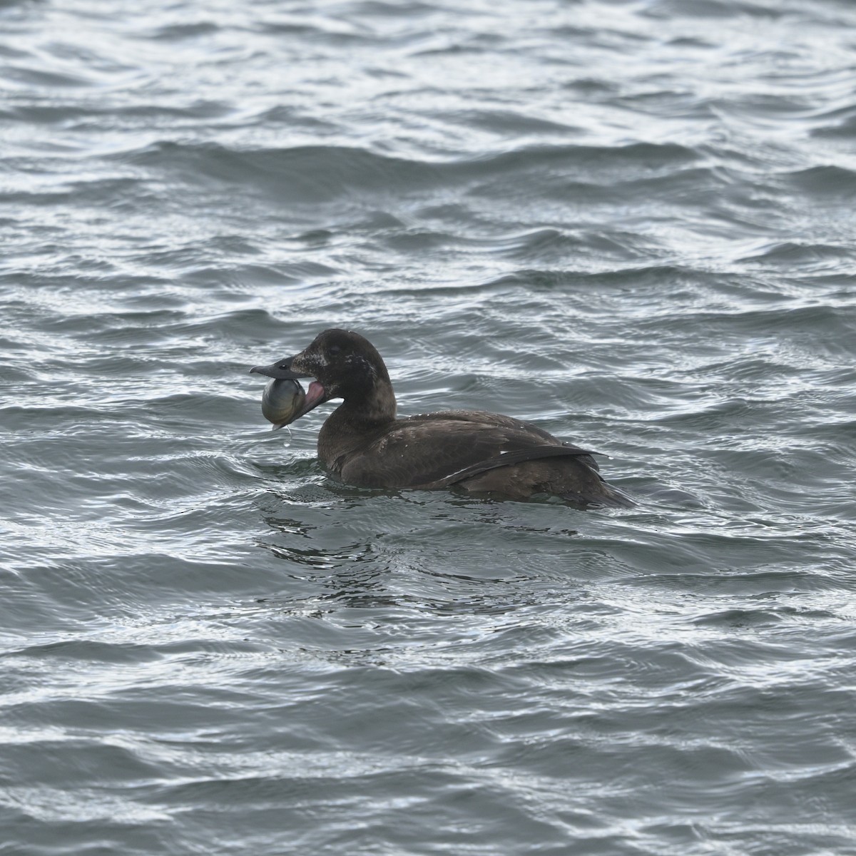 Surf Scoter - ML632286811