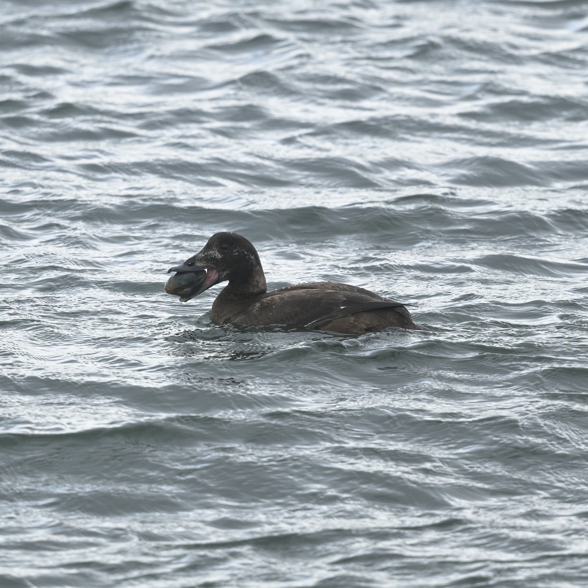 Surf Scoter - ML632286812
