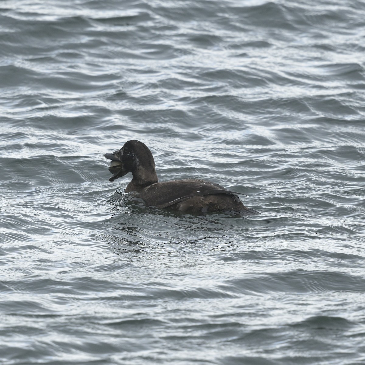 Surf Scoter - ML632286814