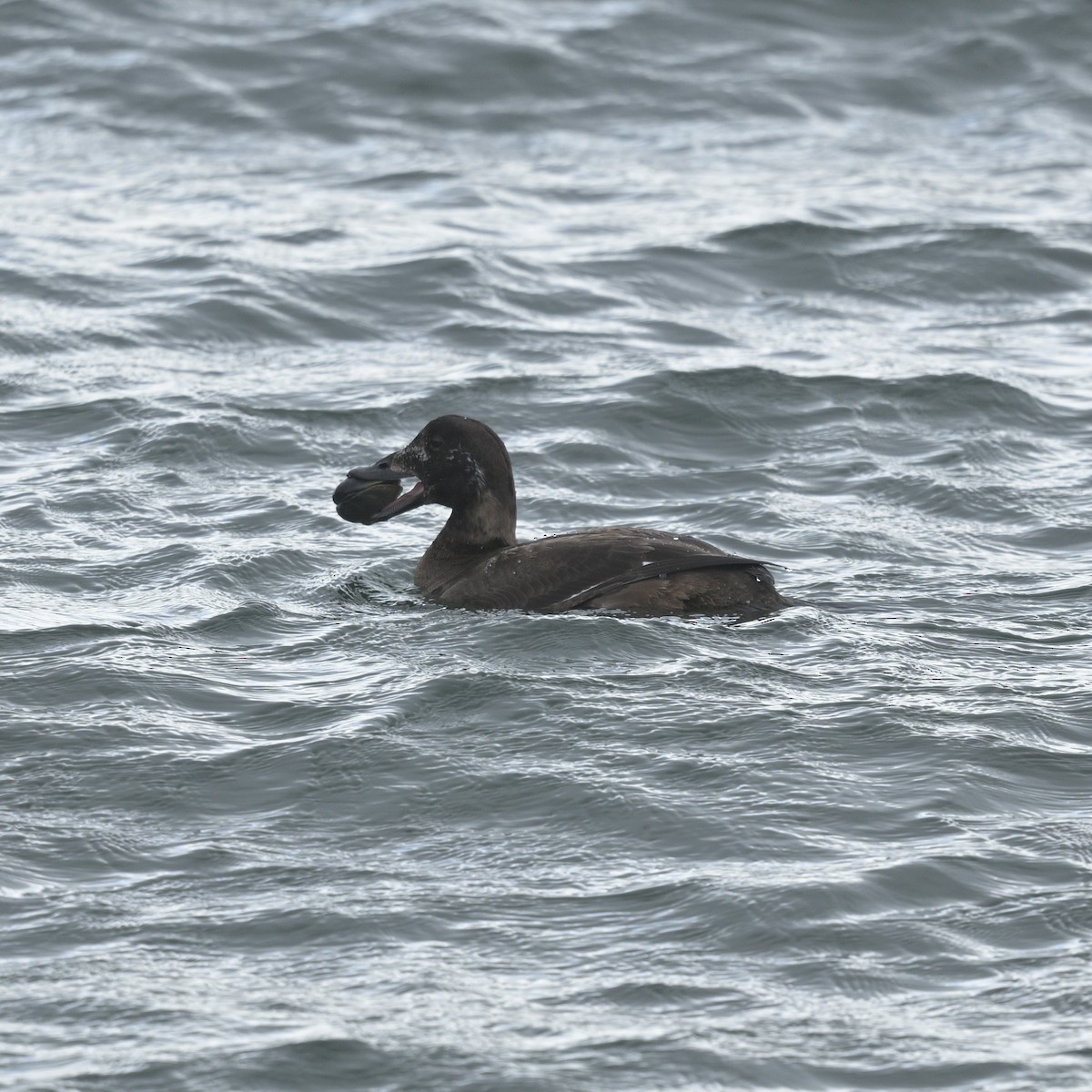 Surf Scoter - ML632286815