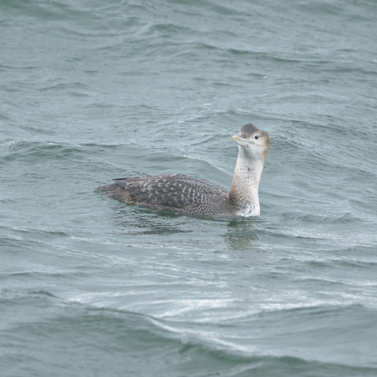 Yellow-billed Loon - ML632286824