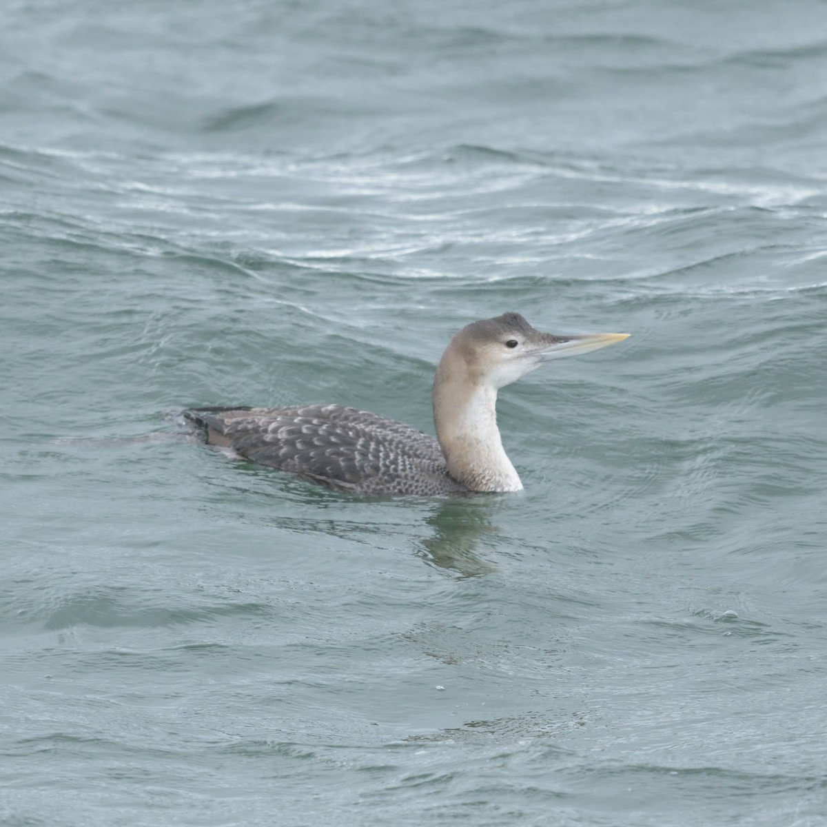 Yellow-billed Loon - ML632286825