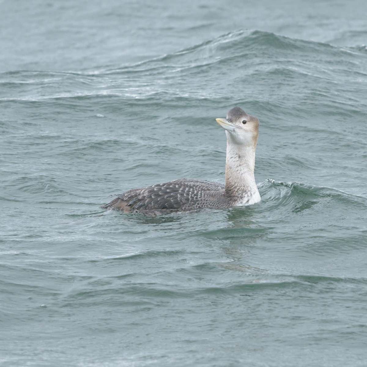 Yellow-billed Loon - ML632286826