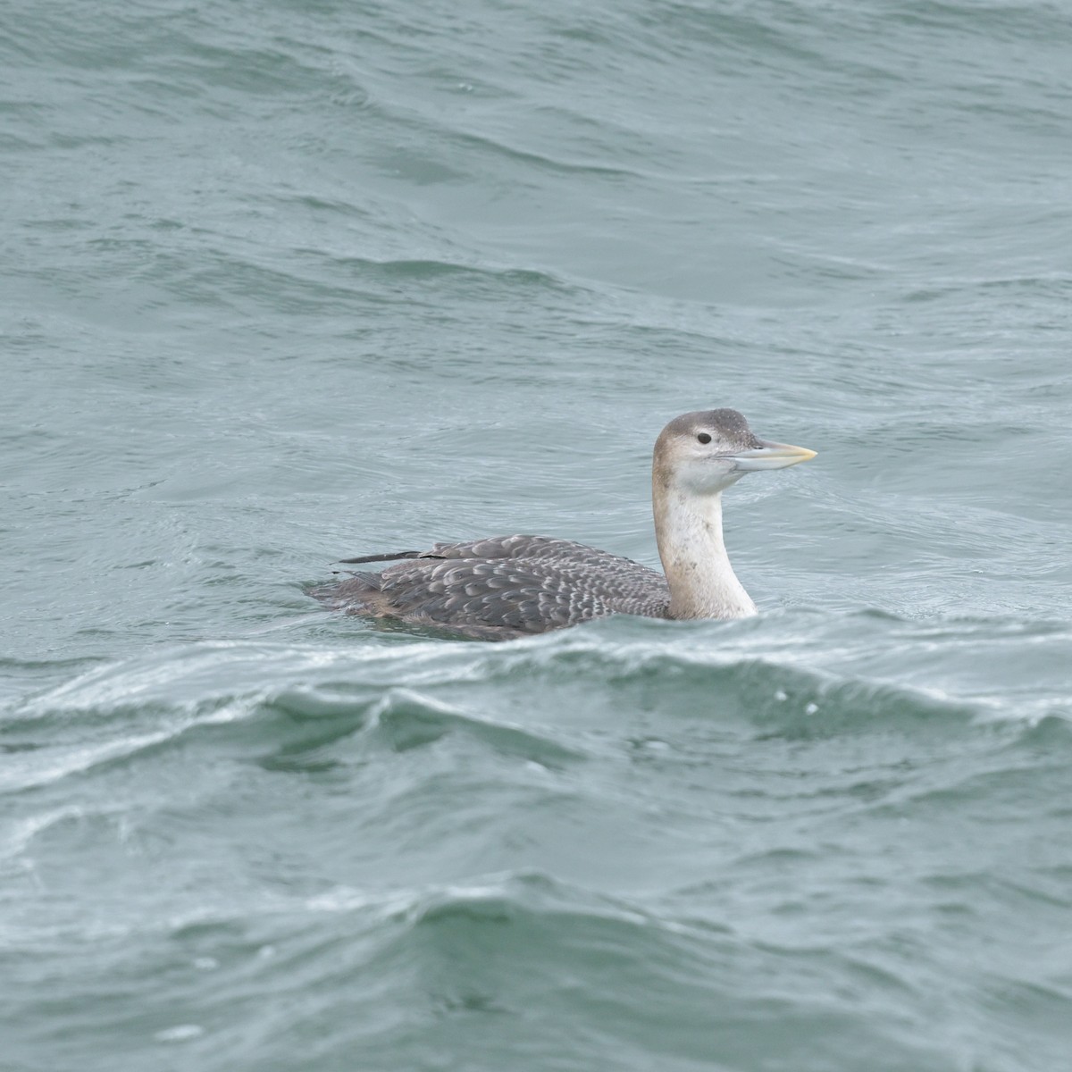 Yellow-billed Loon - ML632286827