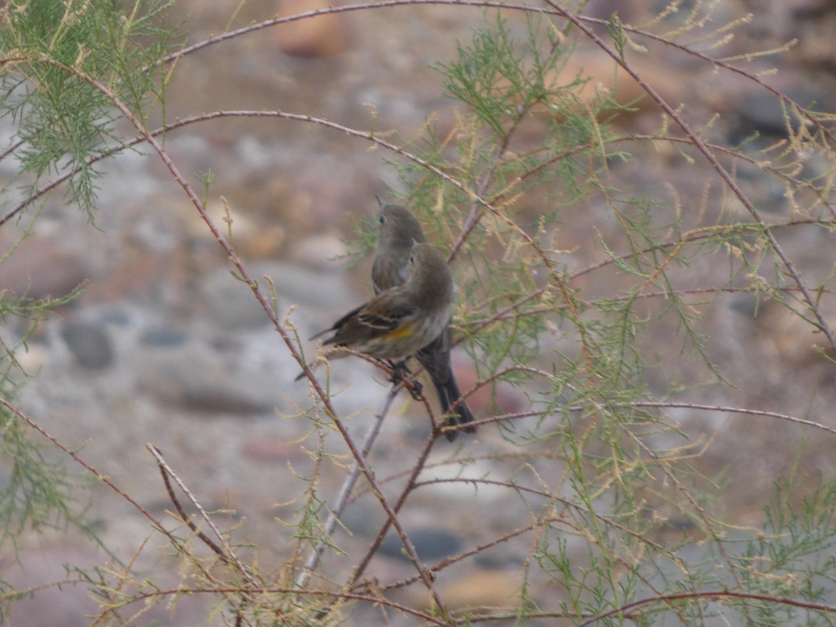 Yellow-rumped Warbler - ML632287031