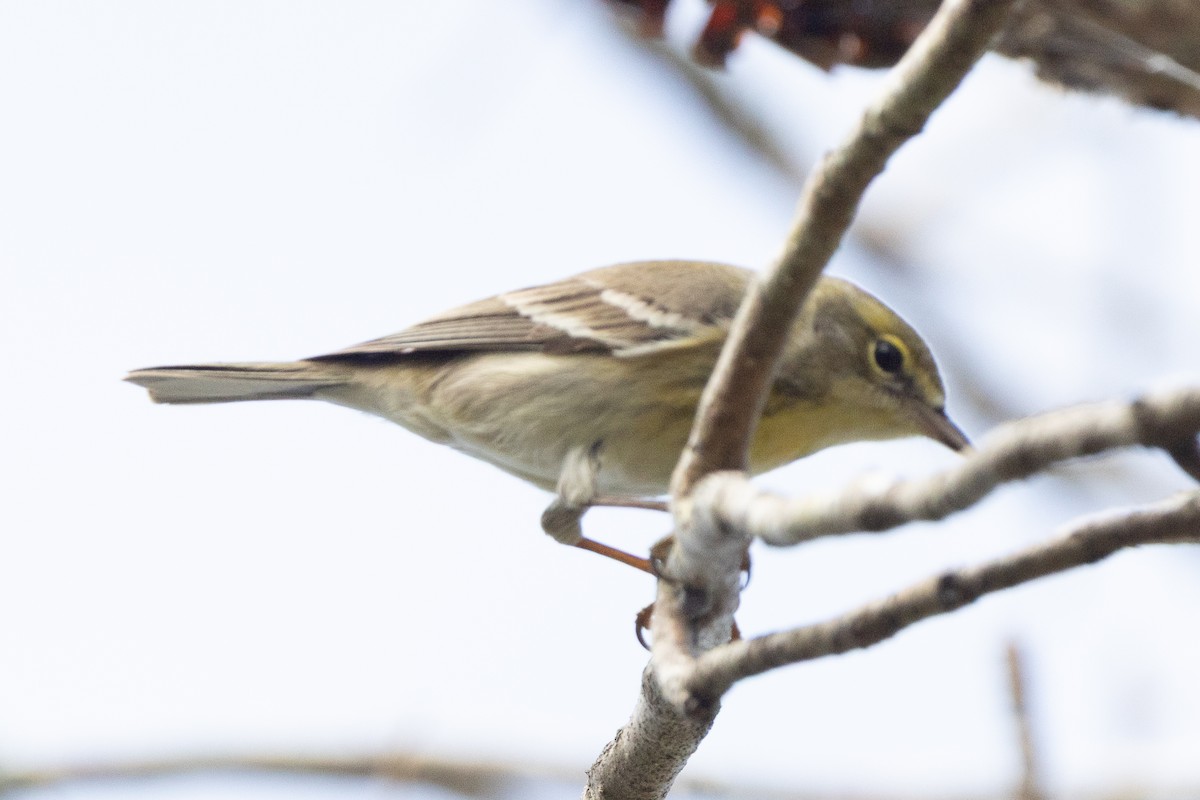 Pine Warbler - ML632287089