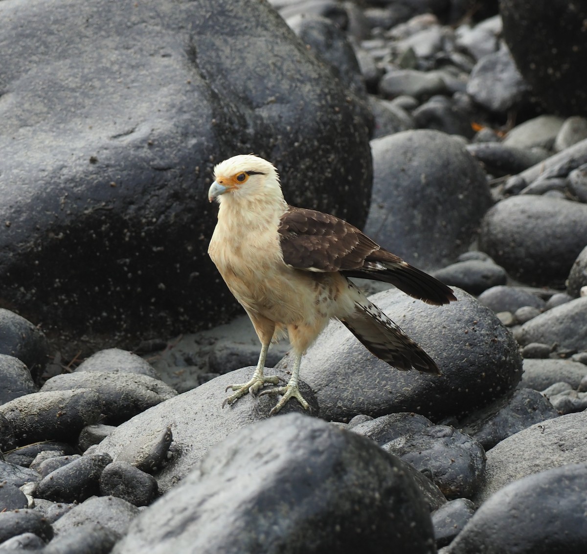 Yellow-headed Caracara - ML632287099
