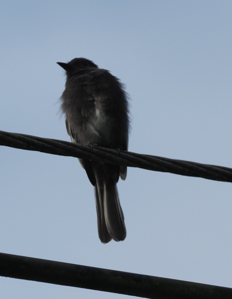 Black Phoebe (White-winged) - ML632287174
