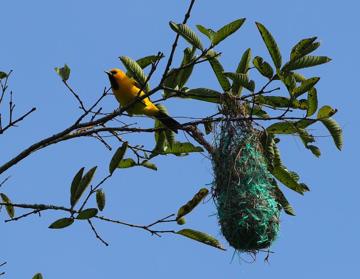 Yellow Oriole - ML632287247
