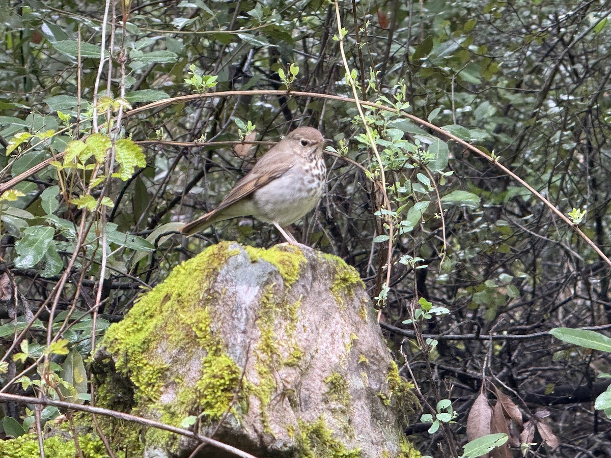 Hermit Thrush - ML632287301