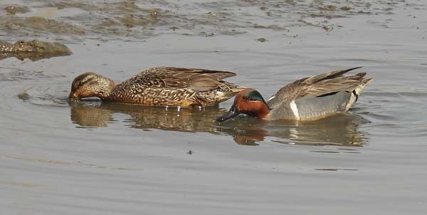 Ногоохон нугас - ML632287403