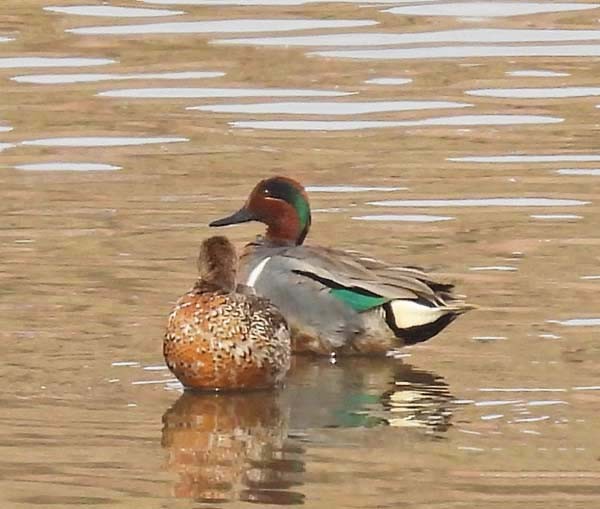 Ногоохон нугас - ML632287408