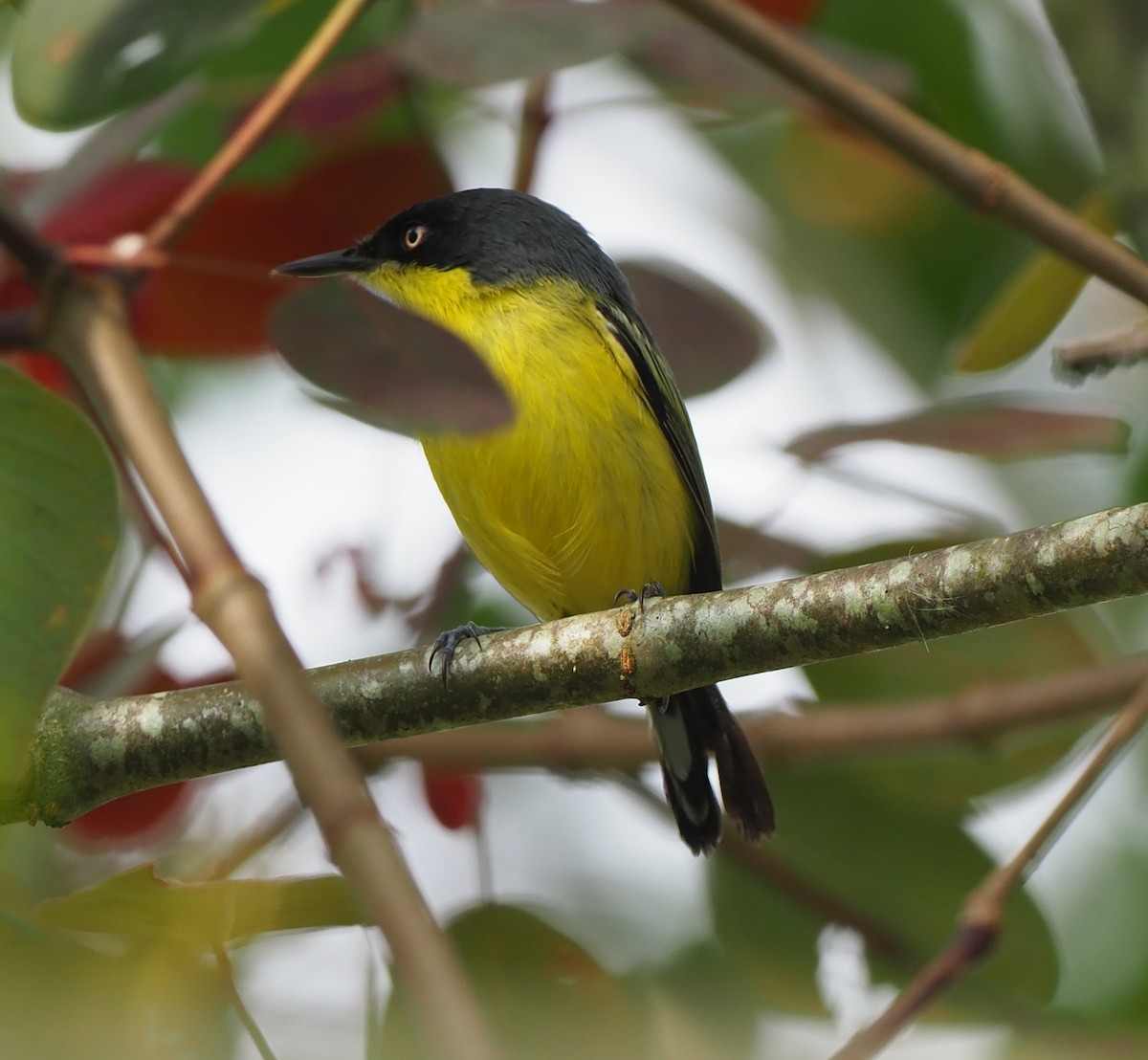 Common Tody-Flycatcher - ML632287434