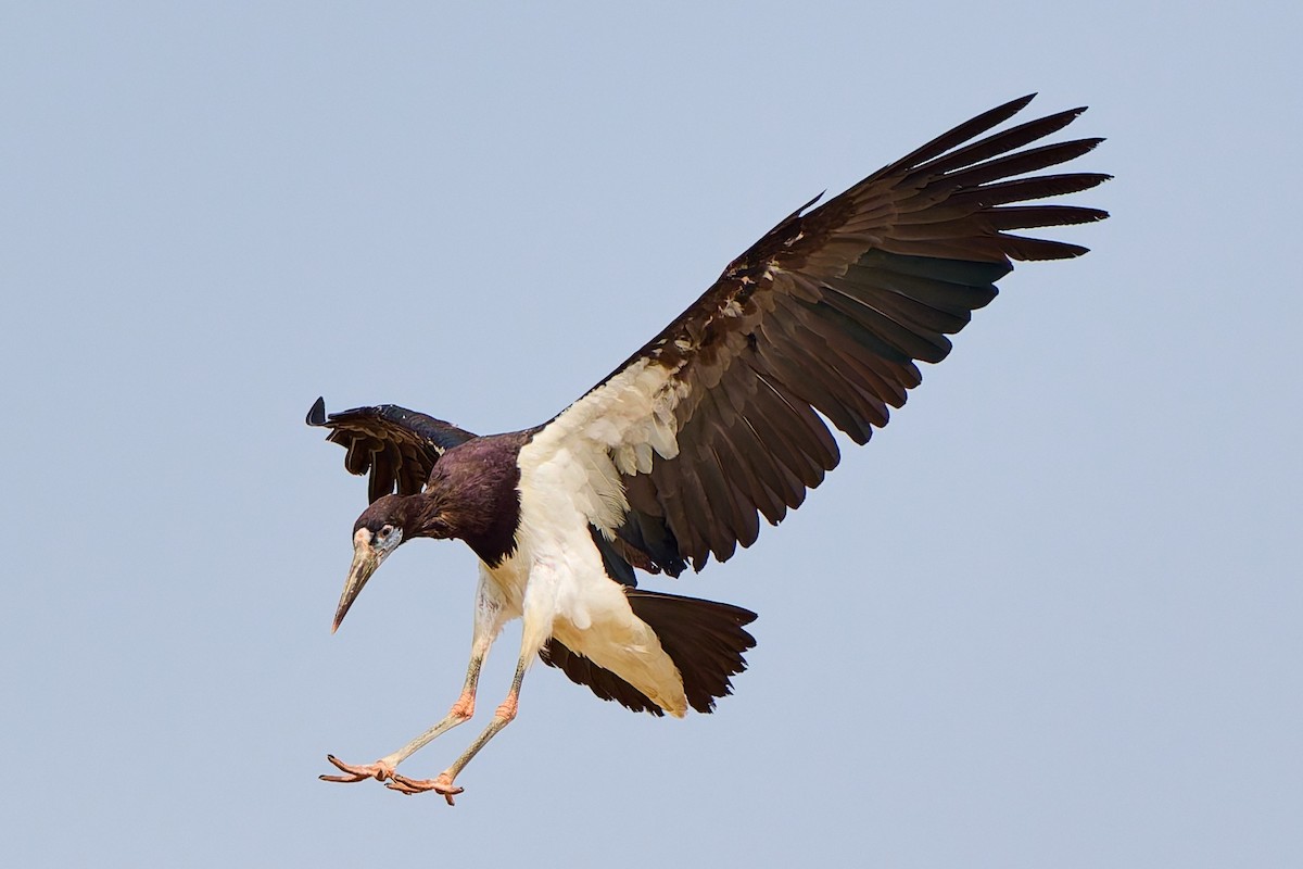 Cigogne d'Abdim - ML632287469