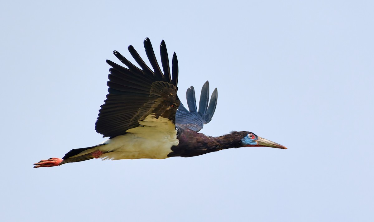 Cigogne d'Abdim - ML632287471